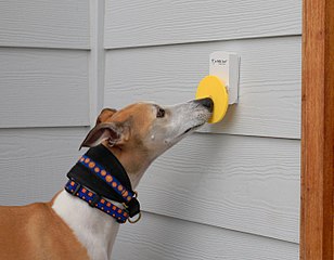 Dog ringing doorbell with snout