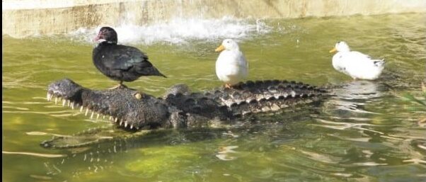 Birds standing on fake alligator
