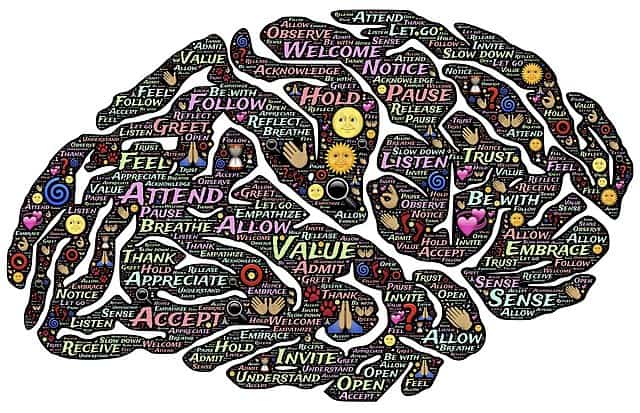 Metacognitive Brain
